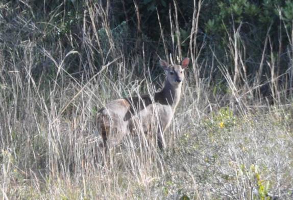 Cervo caminha pela Serra Geral, em Cambará do Sul - RS
